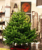 Ель живая HD Nordic Trees Nordmann Датская Премиум (2.0-2.2м, срезанная)